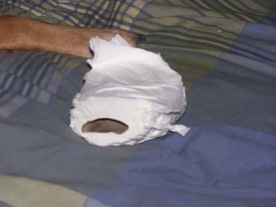 Chewed Toilet Paper