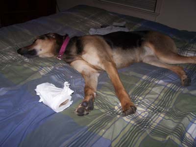 Cheyenne caught in the act